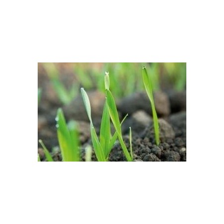 AL-KO Gartenwalze GW 50 AL-KO (119104)